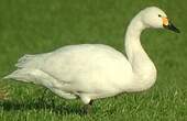 Cygne de Bewick