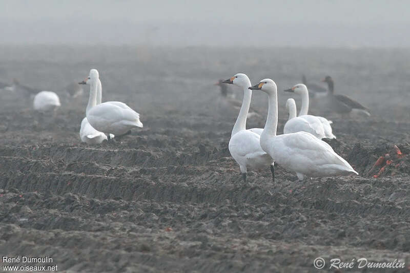 Cygne de Bewickadulte, Comportement