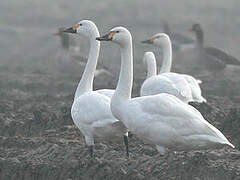 Tundra Swan