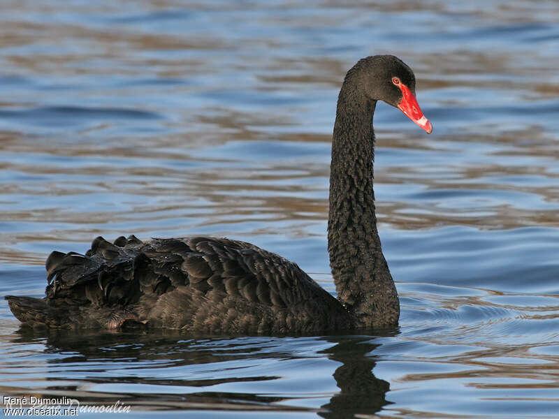 Cygne noiradulte, identification