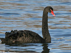 Cygne noir