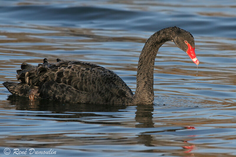 Cygne noiradulte, identification