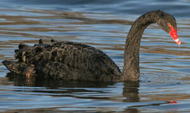 Cygne noir