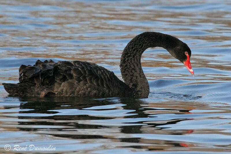 Black Swanadult, identification