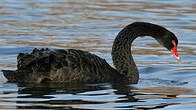 Cygne noir