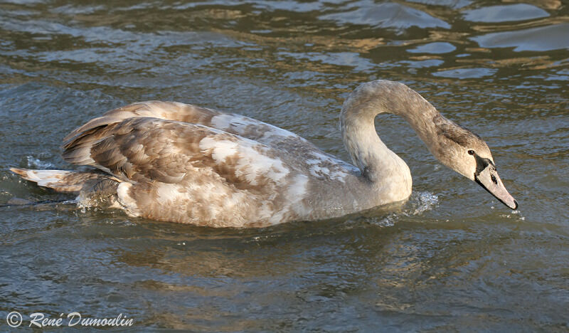 Cygne tuberculéimmature