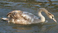 Cygne tuberculé