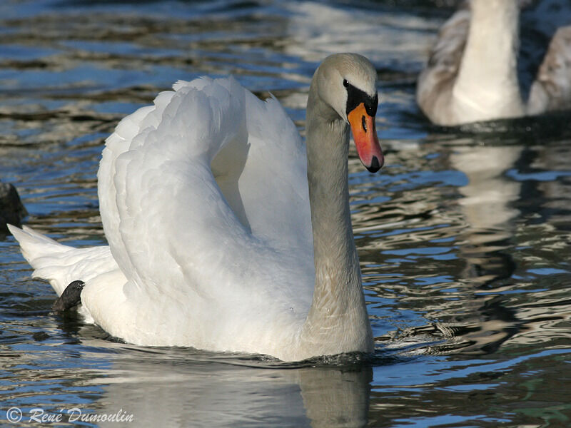 Cygne tuberculéadulte