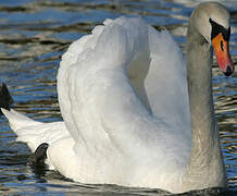 Mute Swan