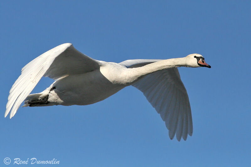 Mute Swanadult, Flight