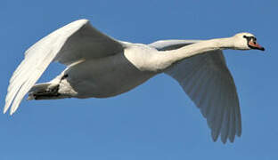 Mute Swan