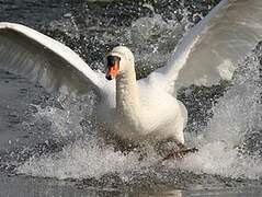 Mute Swan