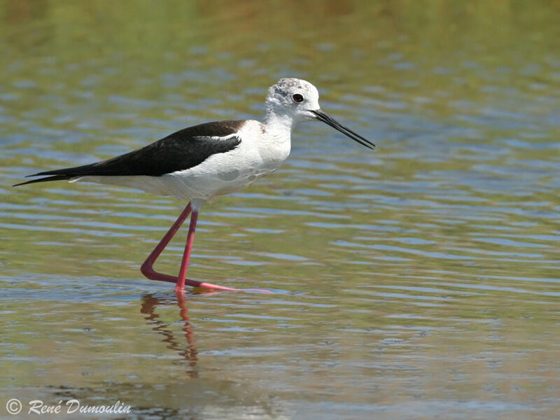 Black-winged Stiltadult