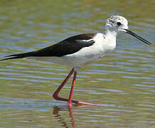 Black-winged Stilt