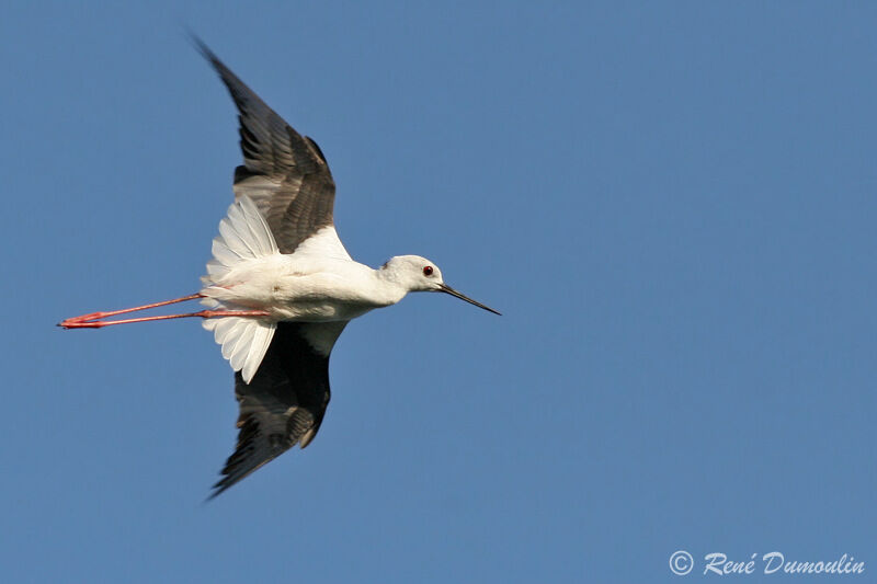 Black-winged Stilt, Flight