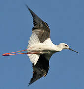 Black-winged Stilt