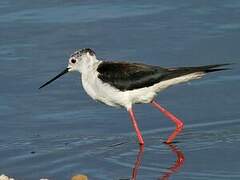 Black-winged Stilt