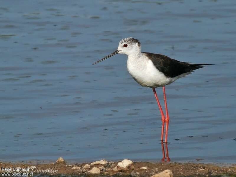 Black-winged Stiltadult, identification