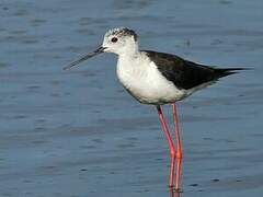 Black-winged Stilt