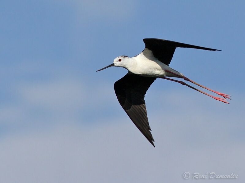 Black-winged Stiltadult, identification