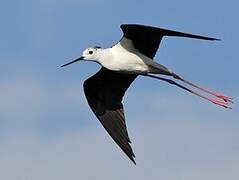 Black-winged Stilt