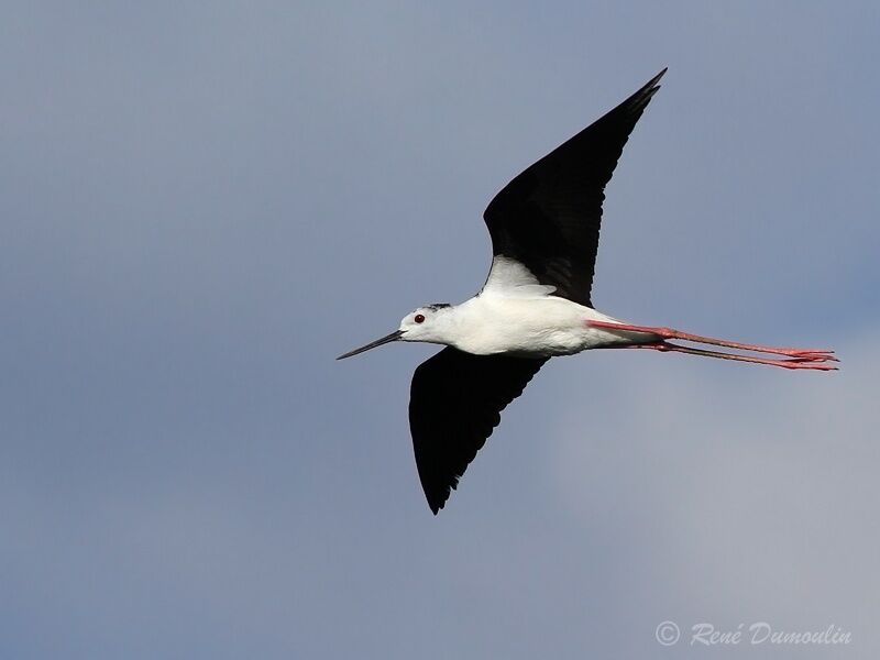 Black-winged Stiltadult, Flight