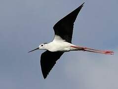 Black-winged Stilt