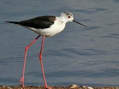 Black-winged Stilt