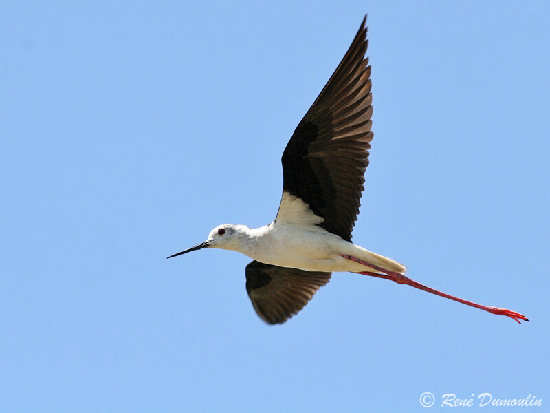 Black-winged Stiltadult