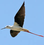 Black-winged Stilt