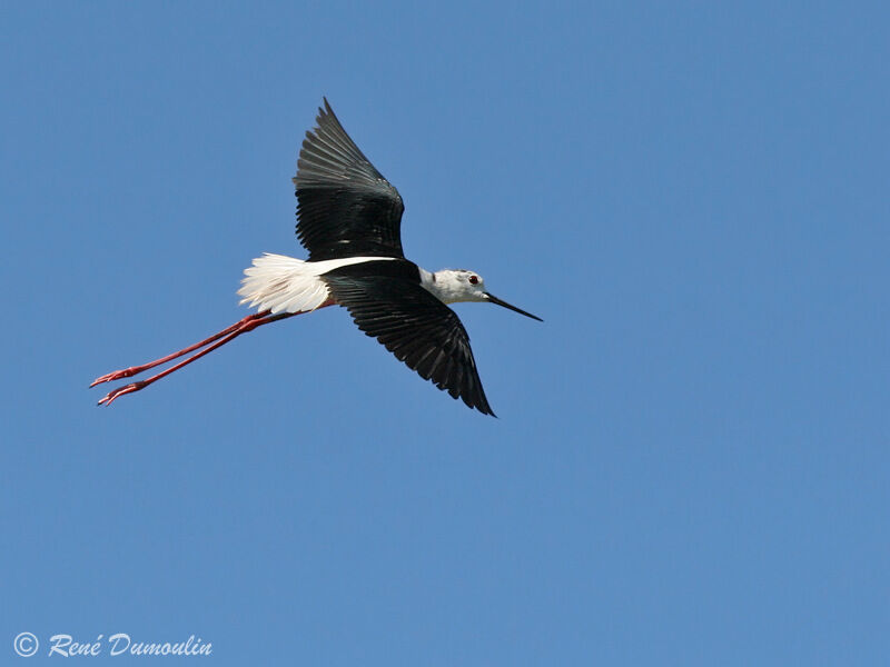 Black-winged Stiltadult