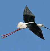 Black-winged Stilt