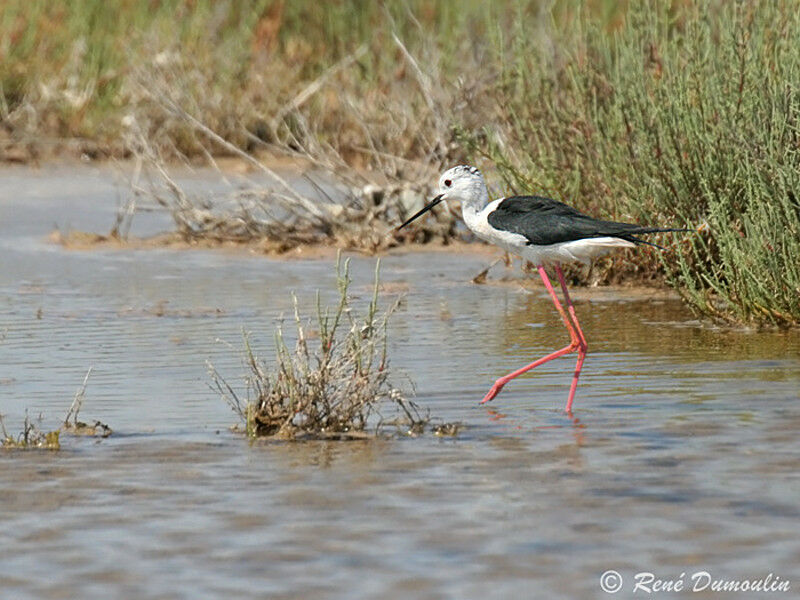 Black-winged Stiltadult