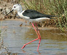 Black-winged Stilt