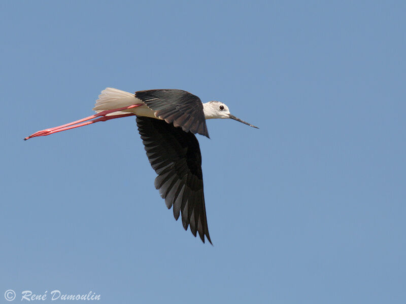 Black-winged Stiltadult