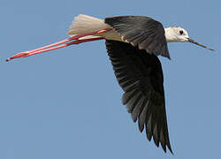 Black-winged Stilt