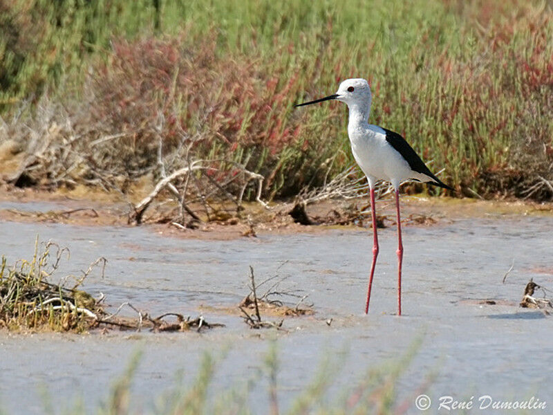 Black-winged Stiltadult