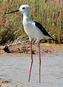 Black-winged Stilt