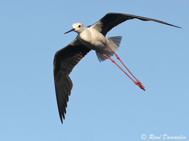 Black-winged Stiltadult