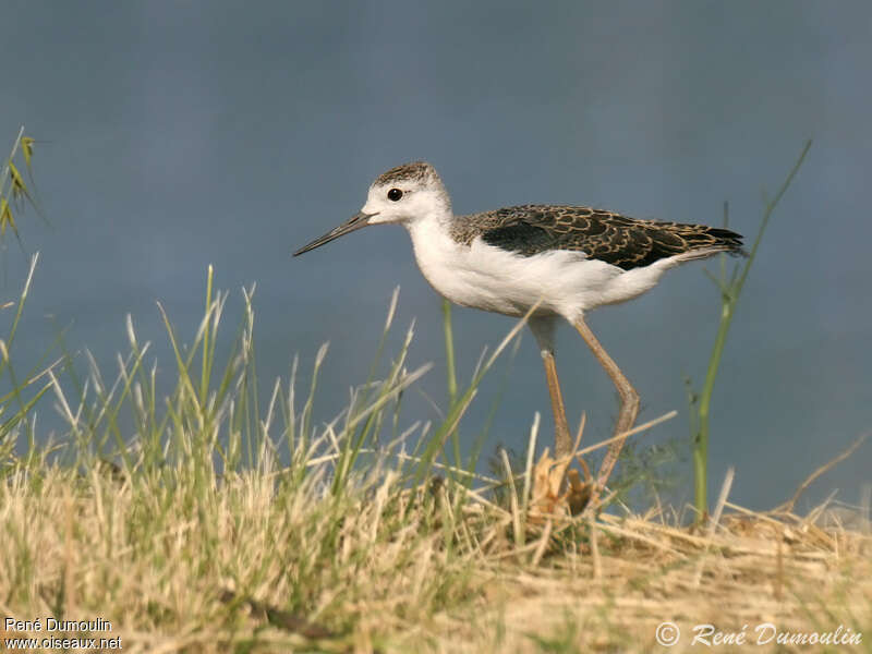 Échasse blanchejuvénile, marche