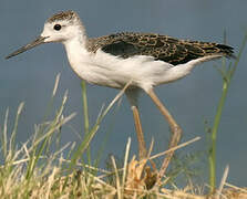 Black-winged Stilt