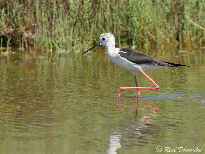 Black-winged Stiltadult