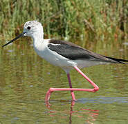 Black-winged Stilt