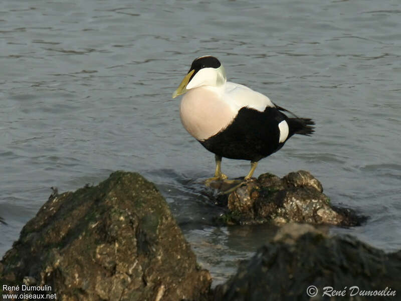 Eider à duvet mâle adulte, identification