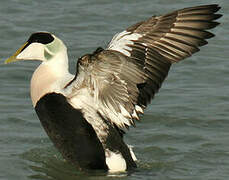 Common Eider