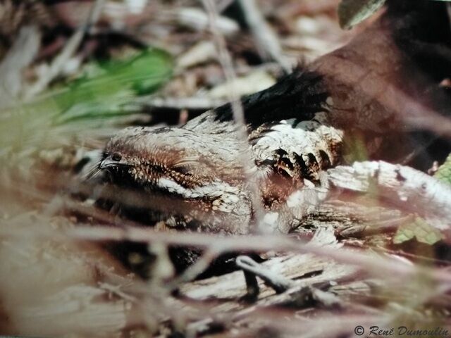 European Nightjar