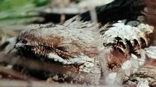 European Nightjar