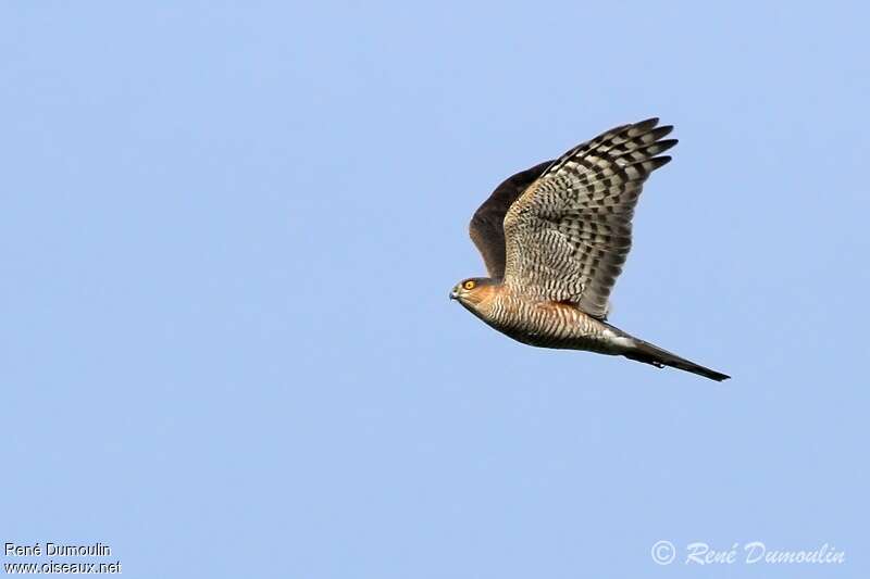 Eurasian Sparrowhawk male adult, identification, Flight