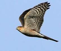 Eurasian Sparrowhawk