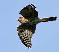 Eurasian Sparrowhawk